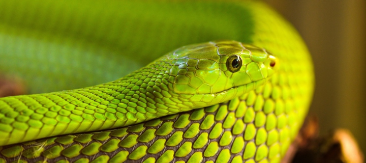 Fondo de pantalla Green Snake Macro 720x320