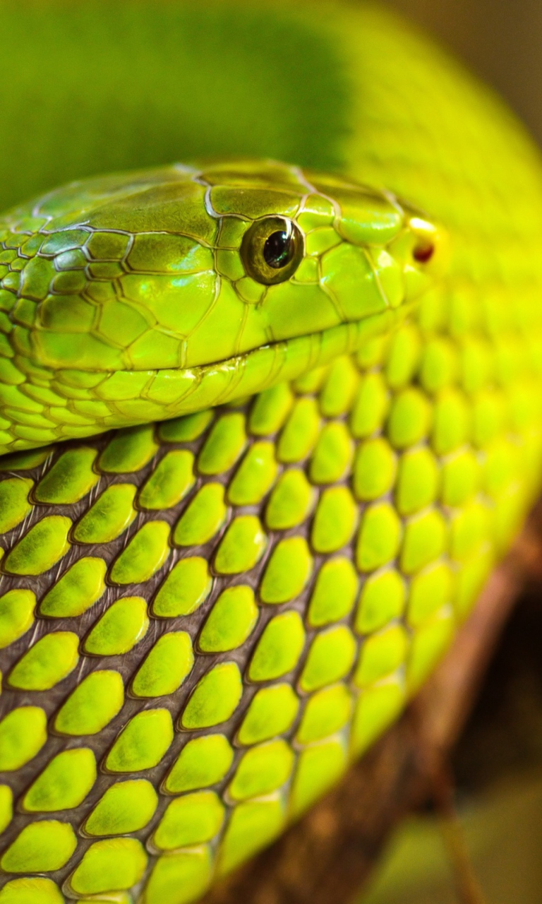 Das Green Snake Macro Wallpaper 768x1280