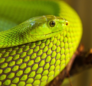 Обои Green Snake Macro для телефона и на рабочий стол 128x128