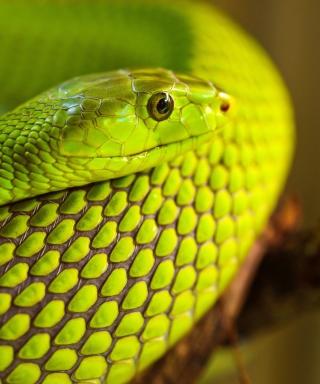 Kostenloses Green Snake Macro Wallpaper für Samsung Slash