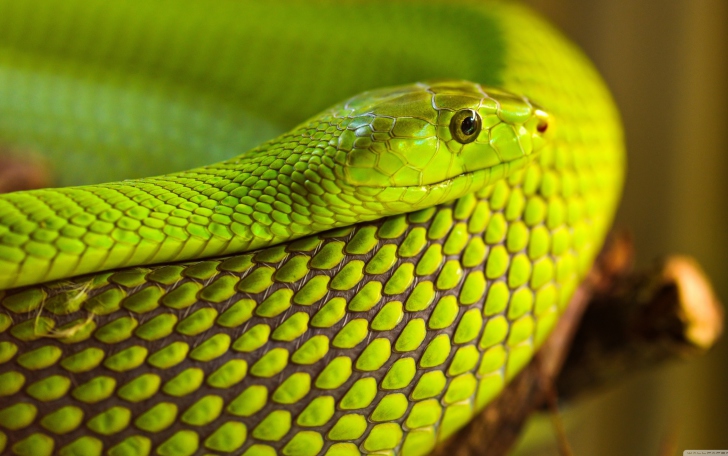 Обои Green Snake Macro
