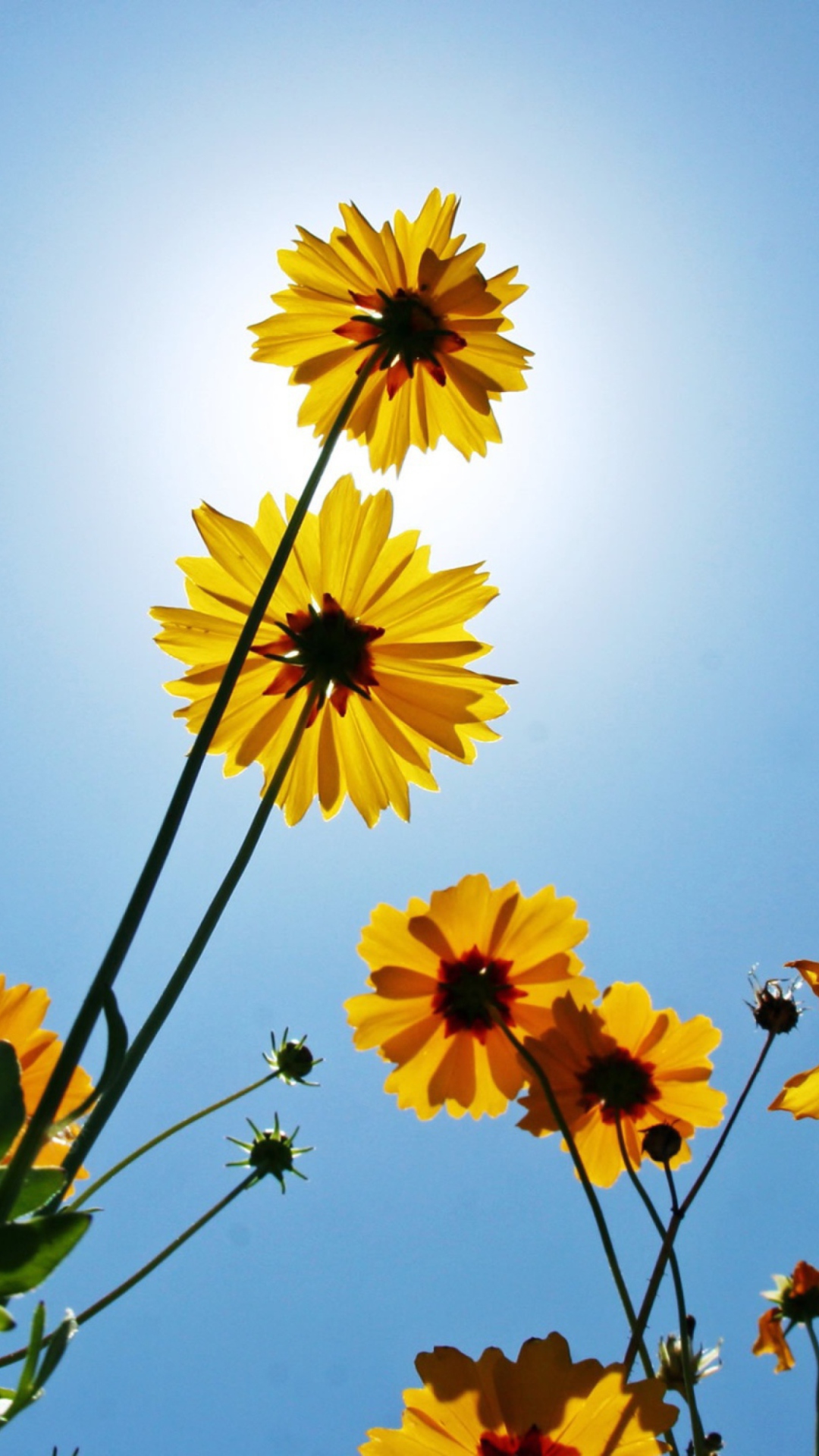 Yellow Flowers, Sunlight And Blue Sky wallpaper 1080x1920