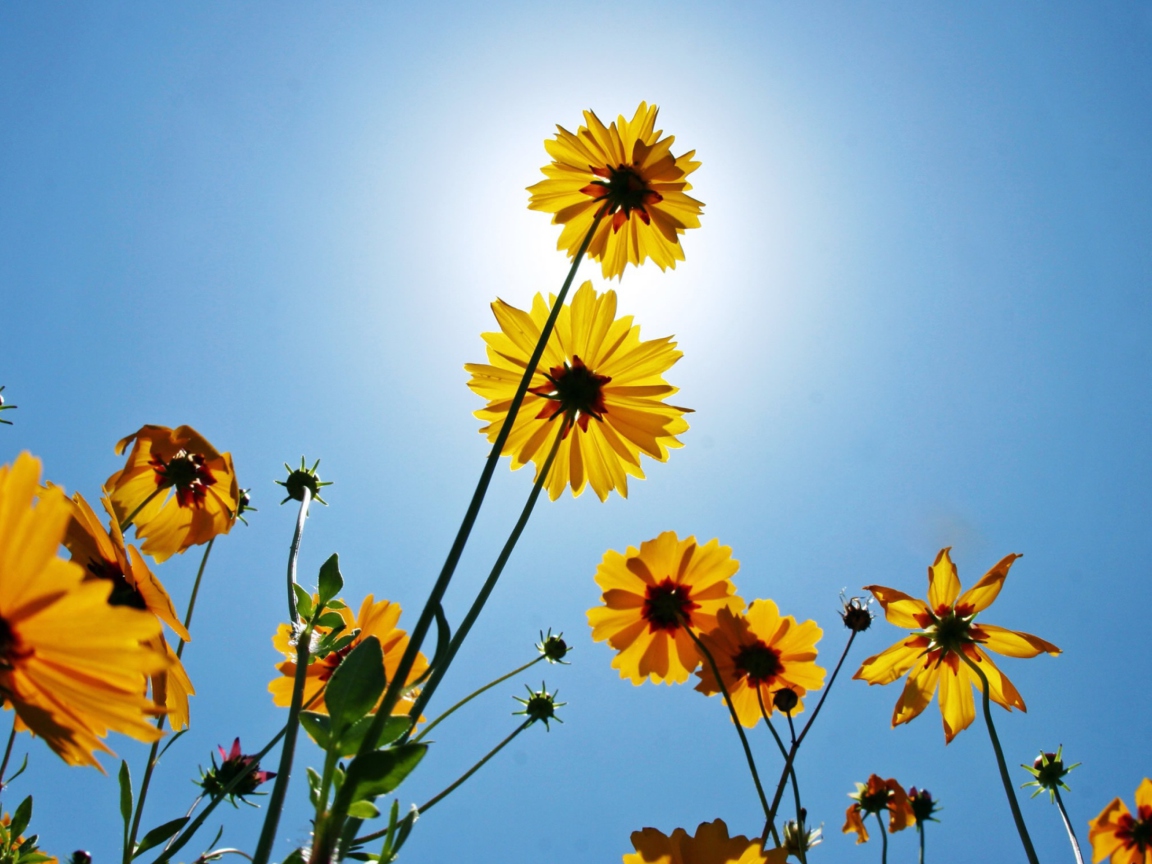 Yellow Flowers, Sunlight And Blue Sky wallpaper 1152x864