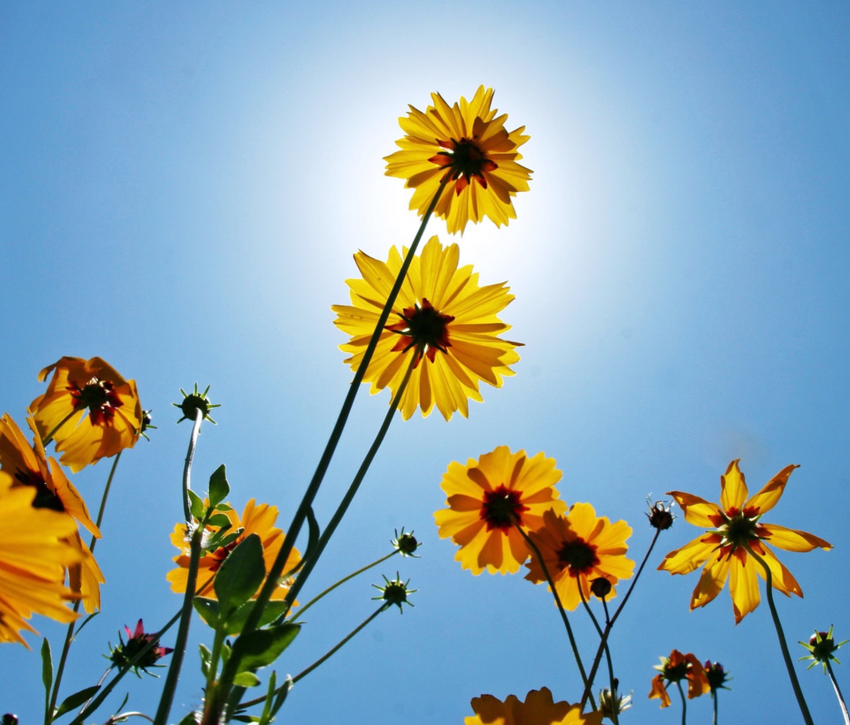 Fondo de pantalla Yellow Flowers, Sunlight And Blue Sky 1200x1024