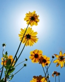 Yellow Flowers, Sunlight And Blue Sky wallpaper 128x160