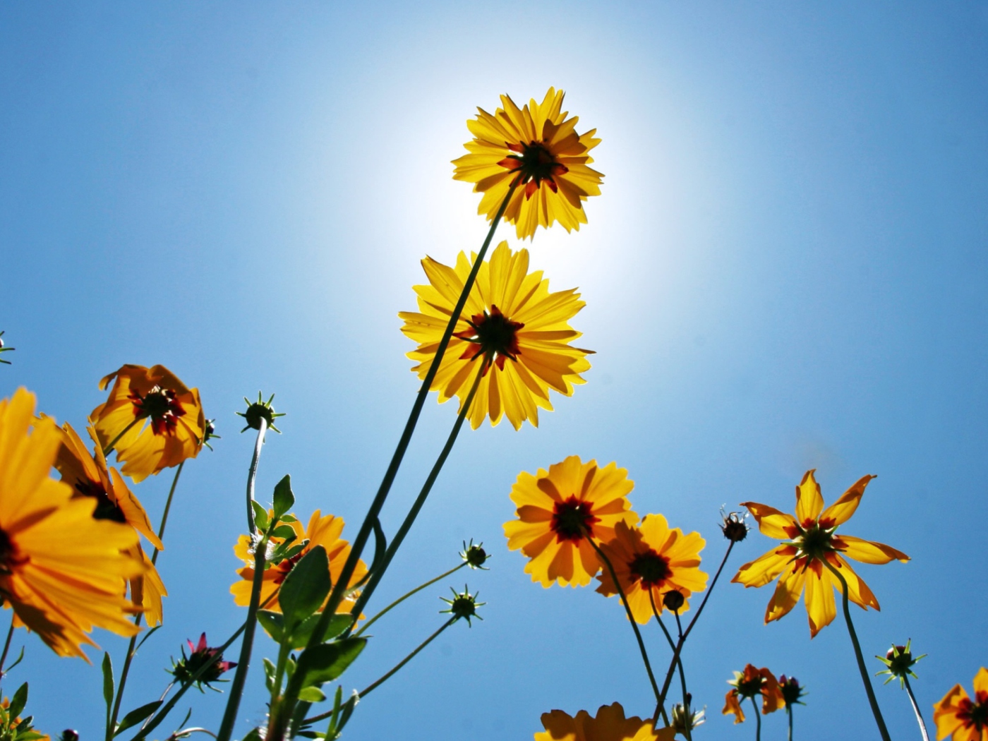 Обои Yellow Flowers, Sunlight And Blue Sky 1400x1050