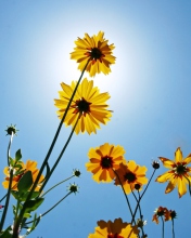 Yellow Flowers, Sunlight And Blue Sky wallpaper 176x220