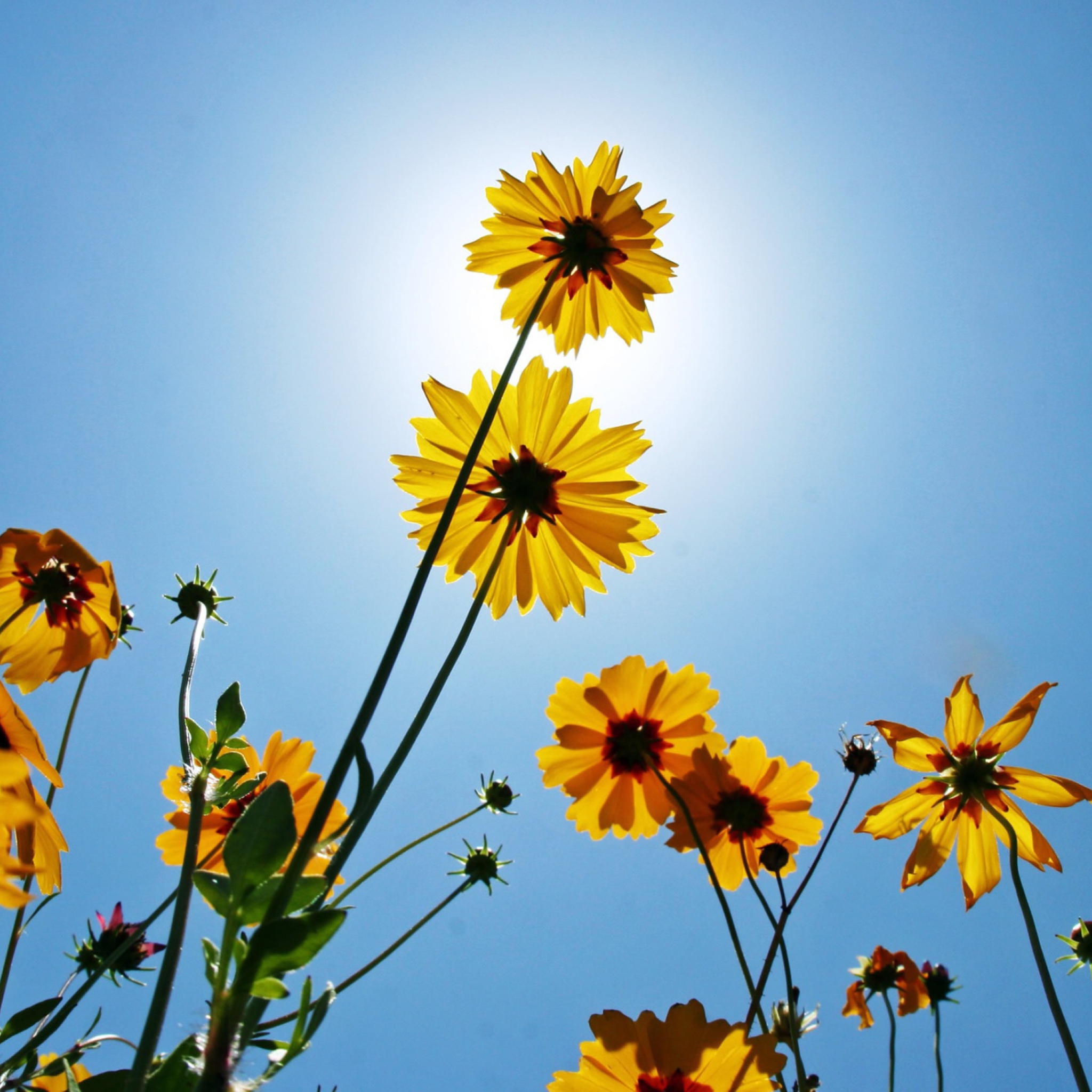 Das Yellow Flowers, Sunlight And Blue Sky Wallpaper 2048x2048