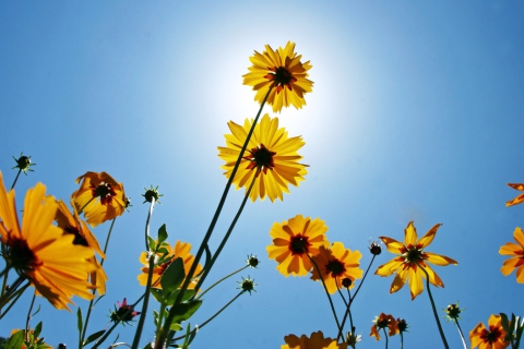Fondo de pantalla Yellow Flowers, Sunlight And Blue Sky 480x320