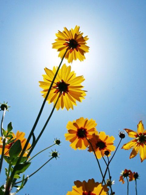 Das Yellow Flowers, Sunlight And Blue Sky Wallpaper 480x640