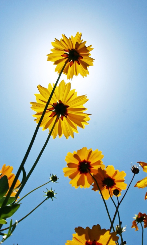 Обои Yellow Flowers, Sunlight And Blue Sky 480x800