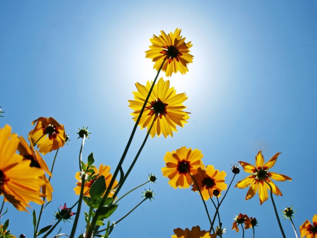 Обои Yellow Flowers, Sunlight And Blue Sky 640x480