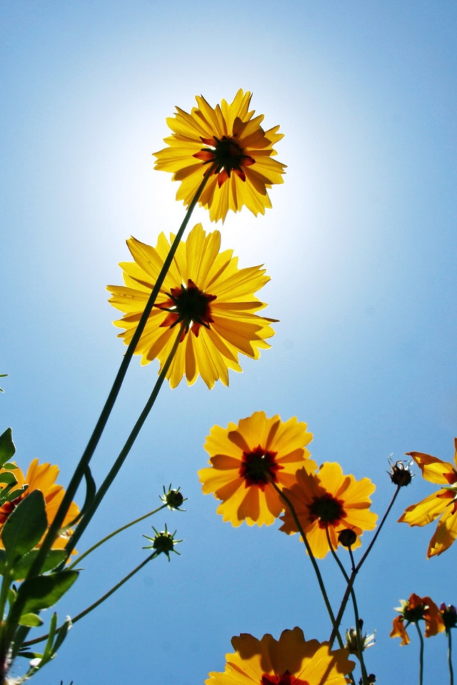 Sfondi Yellow Flowers, Sunlight And Blue Sky 640x960