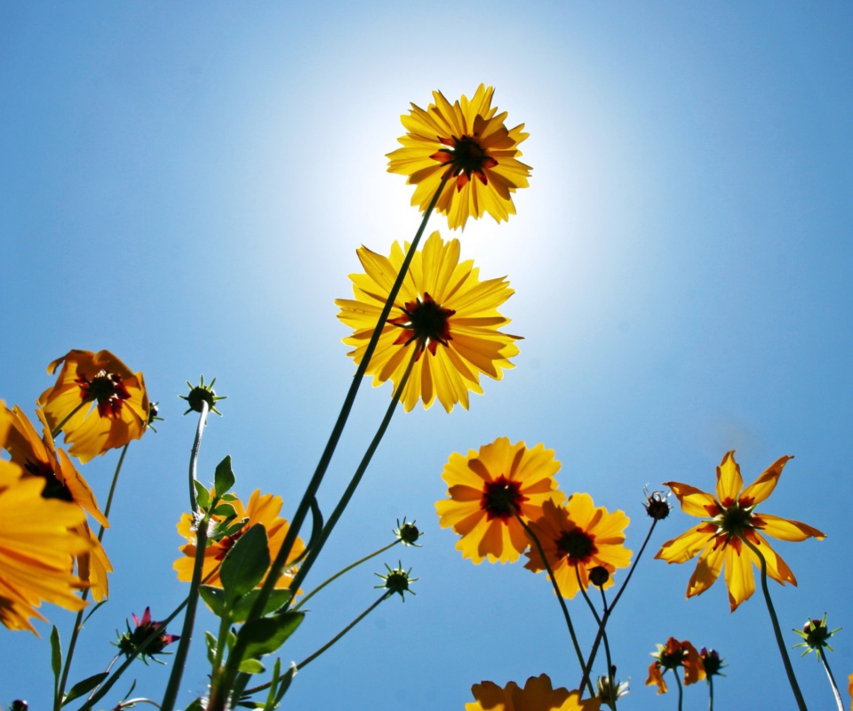 Обои Yellow Flowers, Sunlight And Blue Sky 960x800