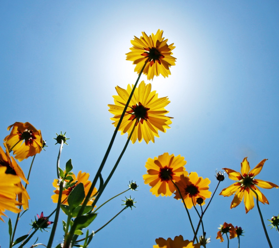 Обои Yellow Flowers, Sunlight And Blue Sky 960x854