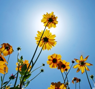 Yellow Flowers, Sunlight And Blue Sky - Obrázkek zdarma pro iPad 3