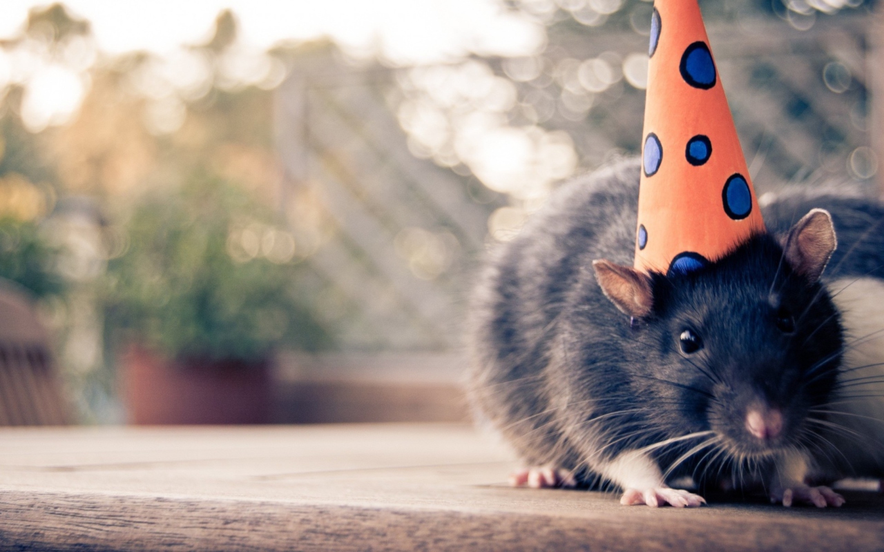 Обои Mouse With A Hat 1280x800