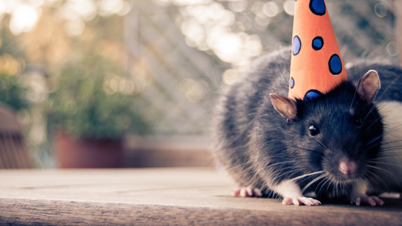 Обои Mouse With A Hat 1366x768