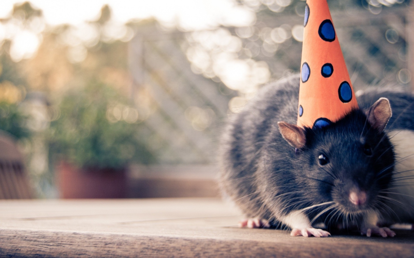 Обои Mouse With A Hat 1440x900