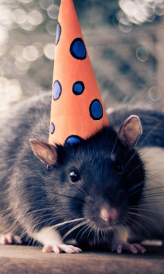 Mouse With A Hat wallpaper 240x400