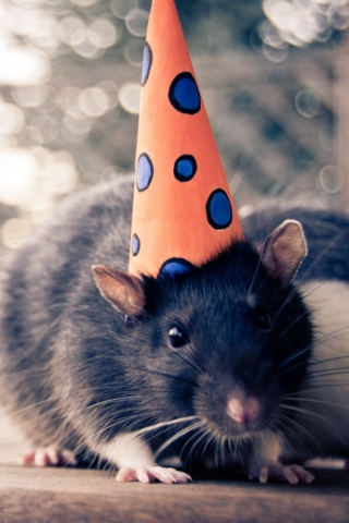 Mouse With A Hat wallpaper 320x480