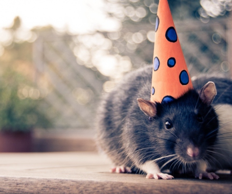 Mouse With A Hat screenshot #1 480x400