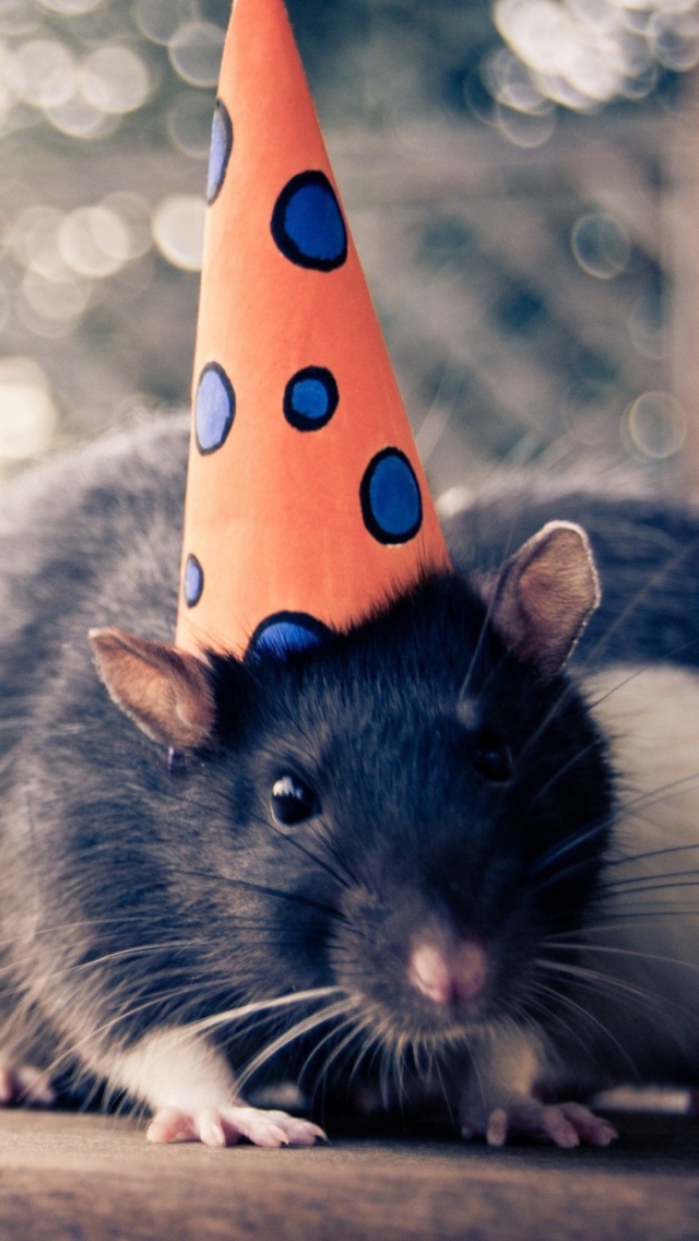 Fondo de pantalla Mouse With A Hat 640x1136