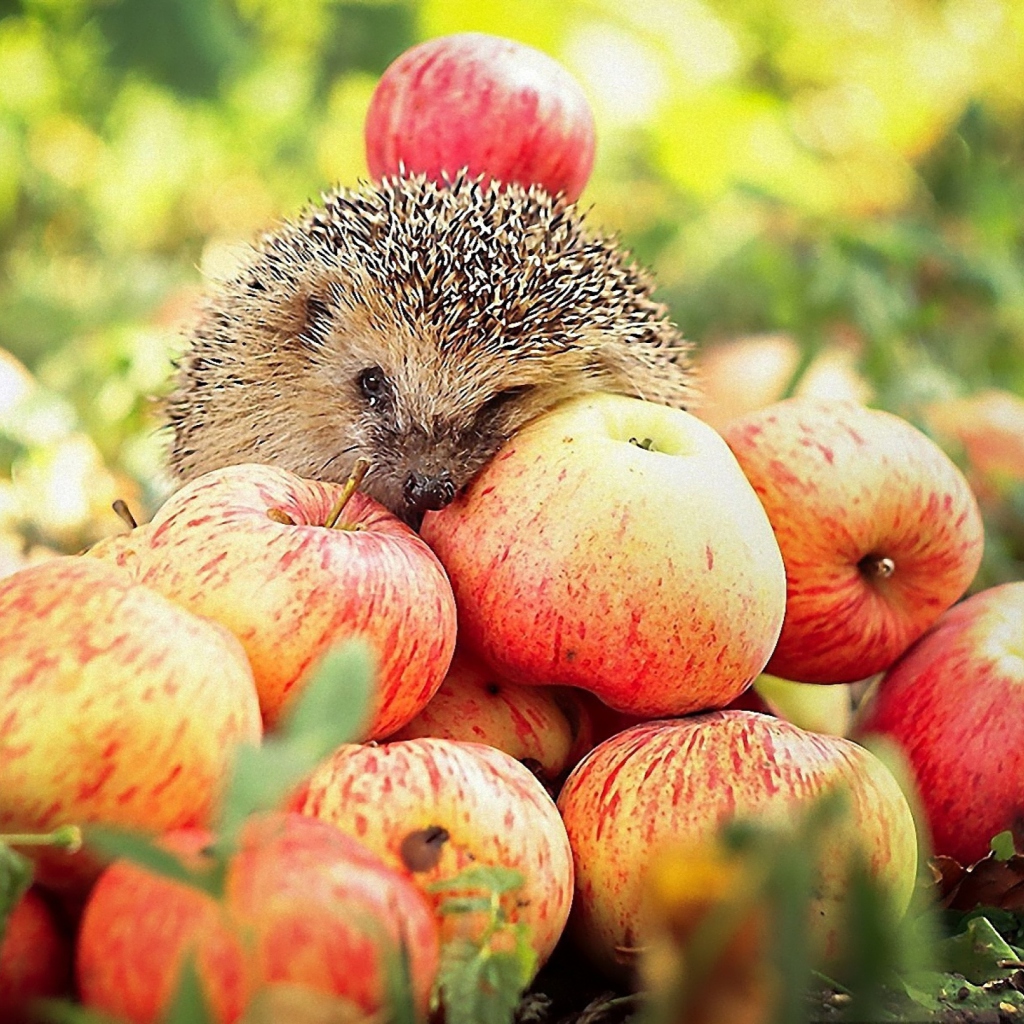 Fondo de pantalla Hedgehog Loves Apples 1024x1024