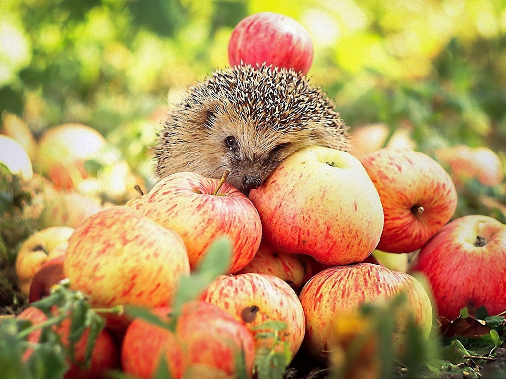 Обои Hedgehog Loves Apples 1024x768