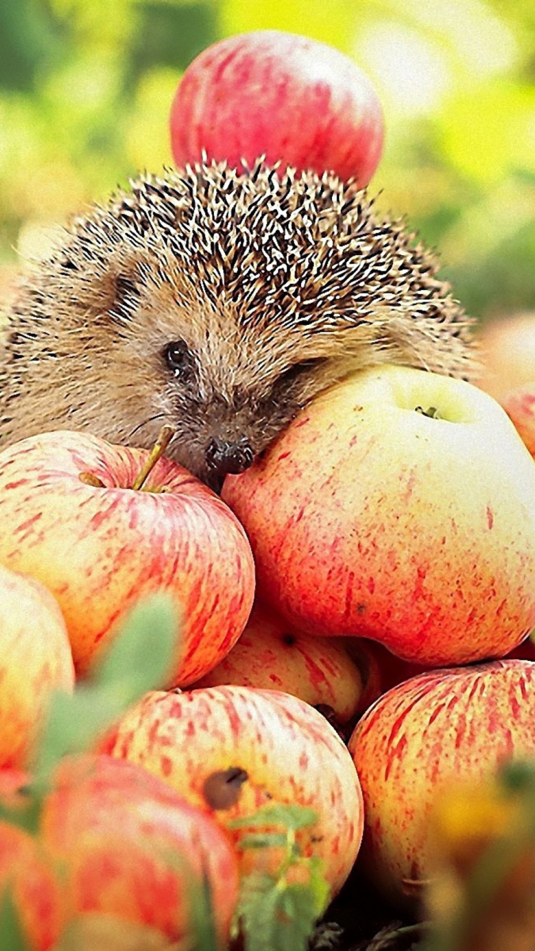 Hedgehog Loves Apples wallpaper 1080x1920