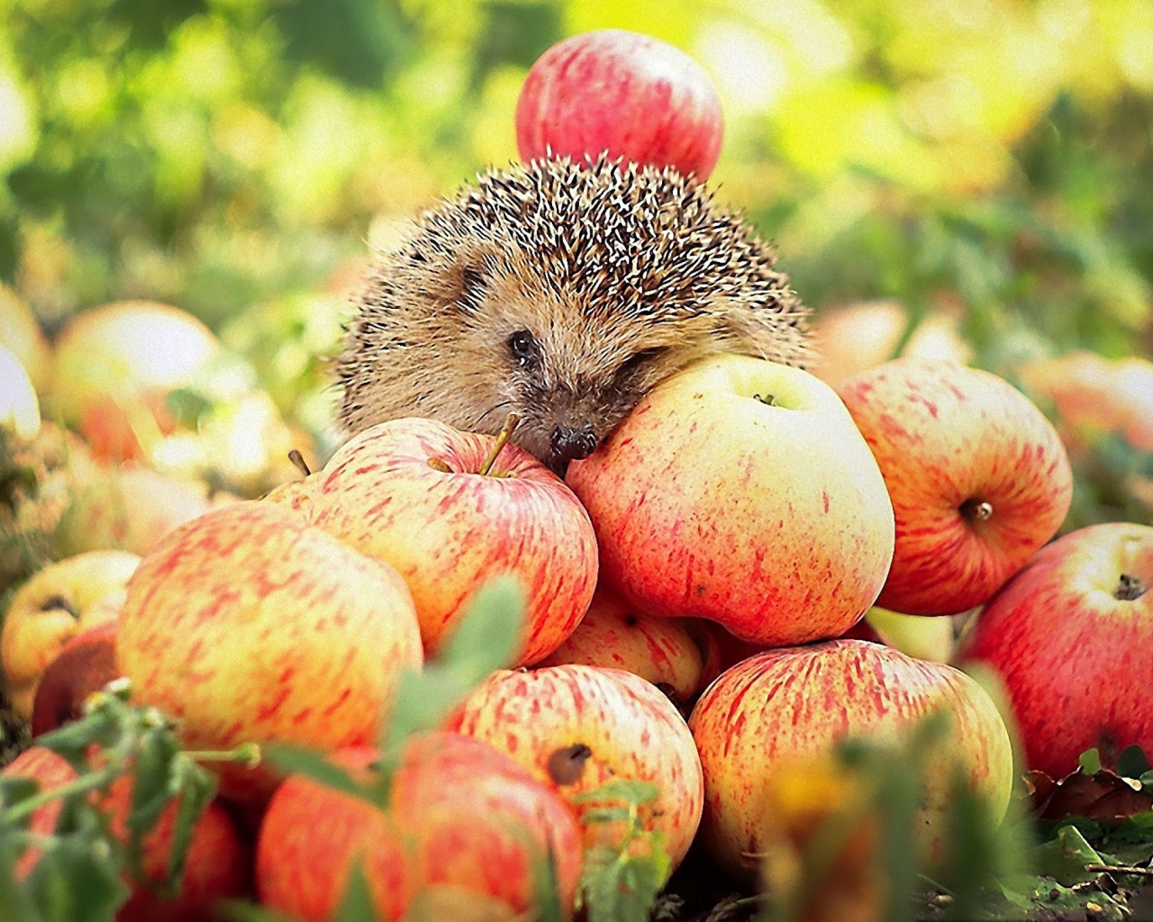 Sfondi Hedgehog Loves Apples 1280x1024