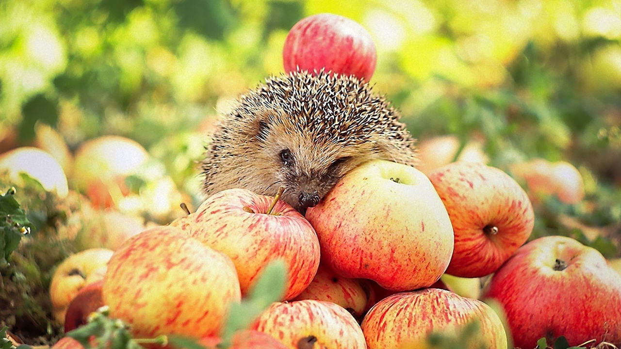 Hedgehog Loves Apples wallpaper 1280x720
