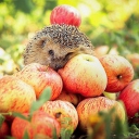 Обои Hedgehog Loves Apples 128x128