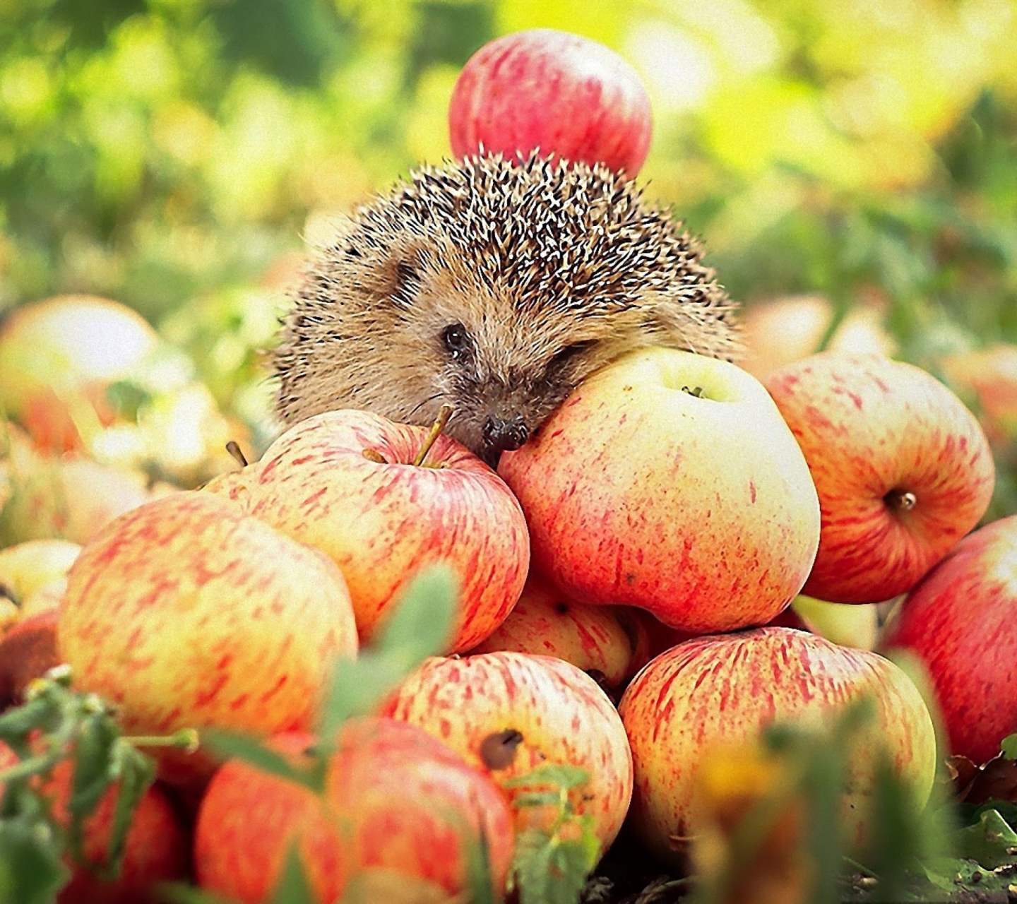 Sfondi Hedgehog Loves Apples 1440x1280