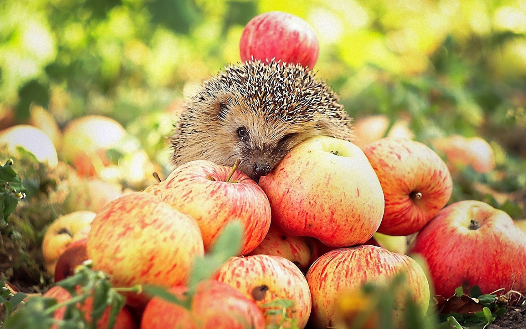 Das Hedgehog Loves Apples Wallpaper 1680x1050