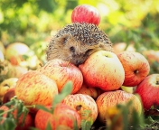 Das Hedgehog Loves Apples Wallpaper 176x144