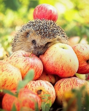 Hedgehog Loves Apples screenshot #1 176x220