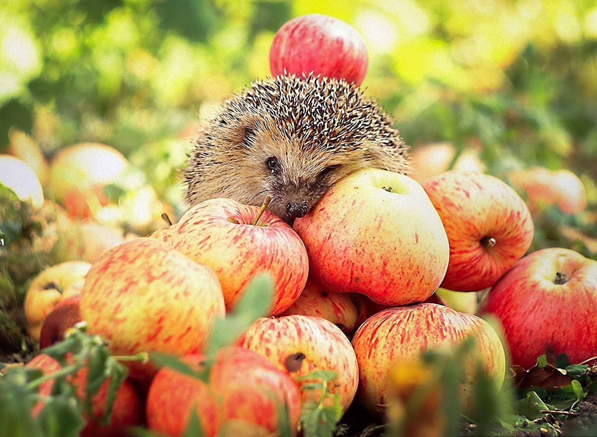 Обои Hedgehog Loves Apples 1920x1408