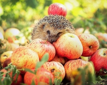 Sfondi Hedgehog Loves Apples 220x176