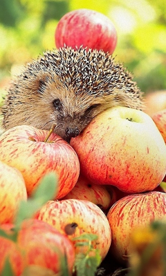 Обои Hedgehog Loves Apples 240x400