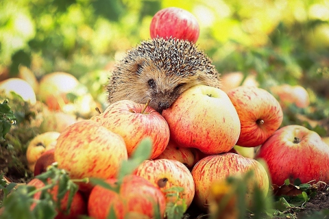 Hedgehog Loves Apples wallpaper 480x320