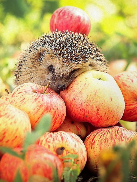 Fondo de pantalla Hedgehog Loves Apples 480x640
