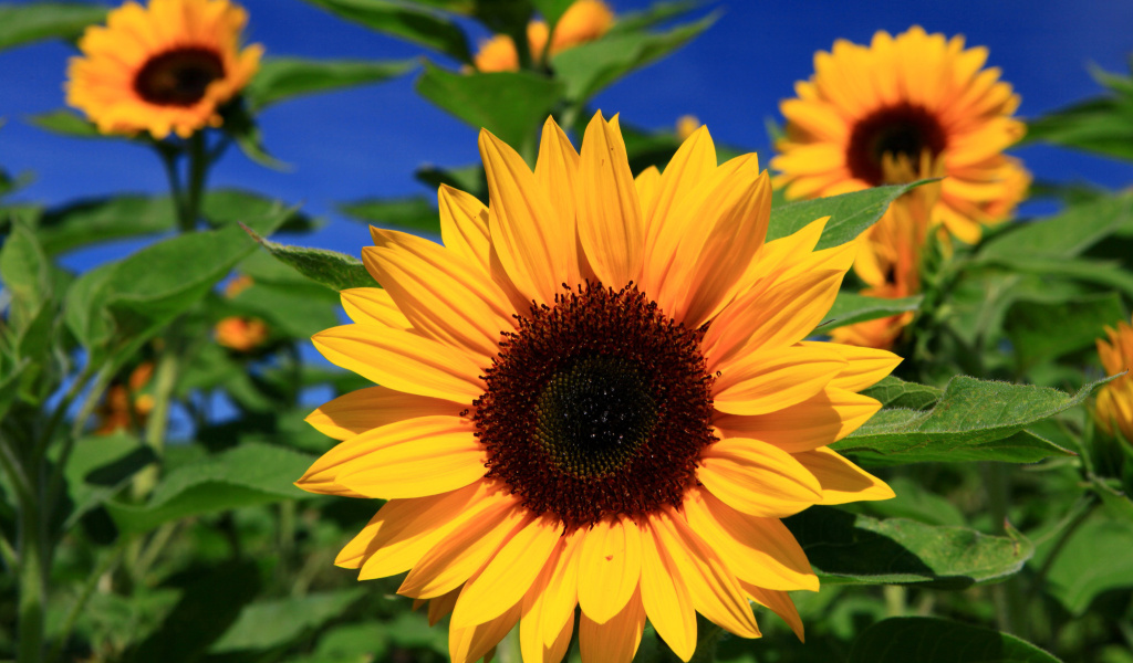 Sunflower close-up wallpaper 1024x600