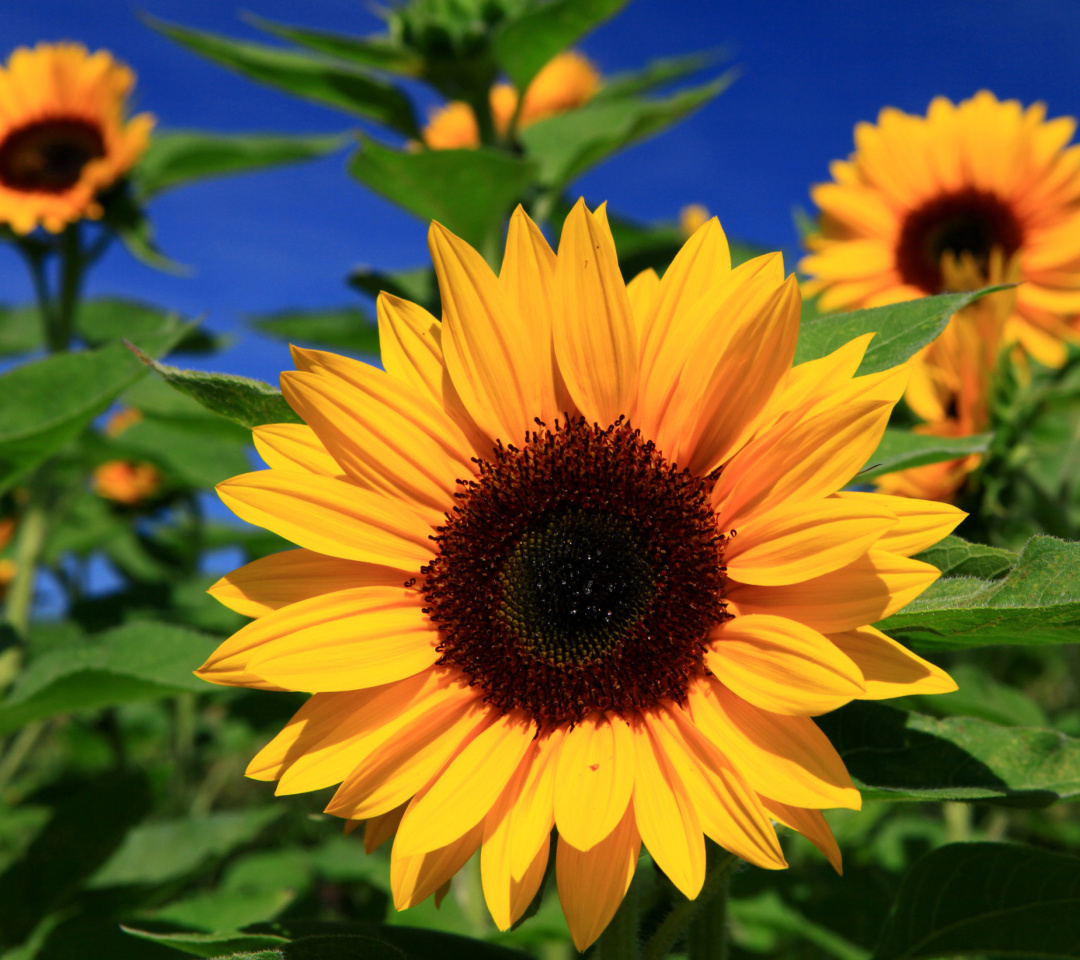Fondo de pantalla Sunflower close-up 1080x960