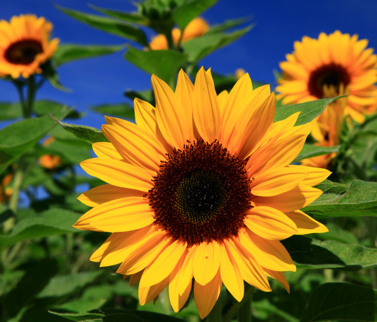 Fondo de pantalla Sunflower close-up 1200x1024