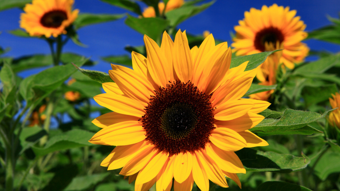 Sunflower close-up wallpaper 1366x768