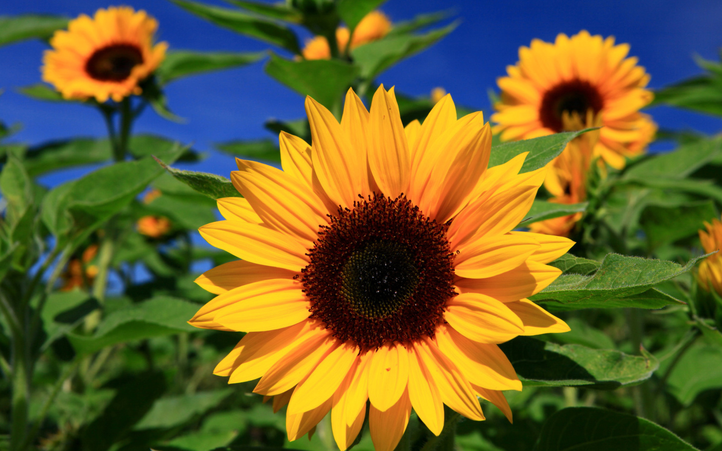 Sunflower close-up wallpaper 1440x900