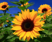 Fondo de pantalla Sunflower close-up 176x144