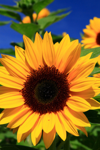 Обои Sunflower close-up 320x480