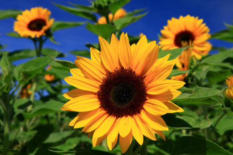 Fondo de pantalla Sunflower close-up 480x320